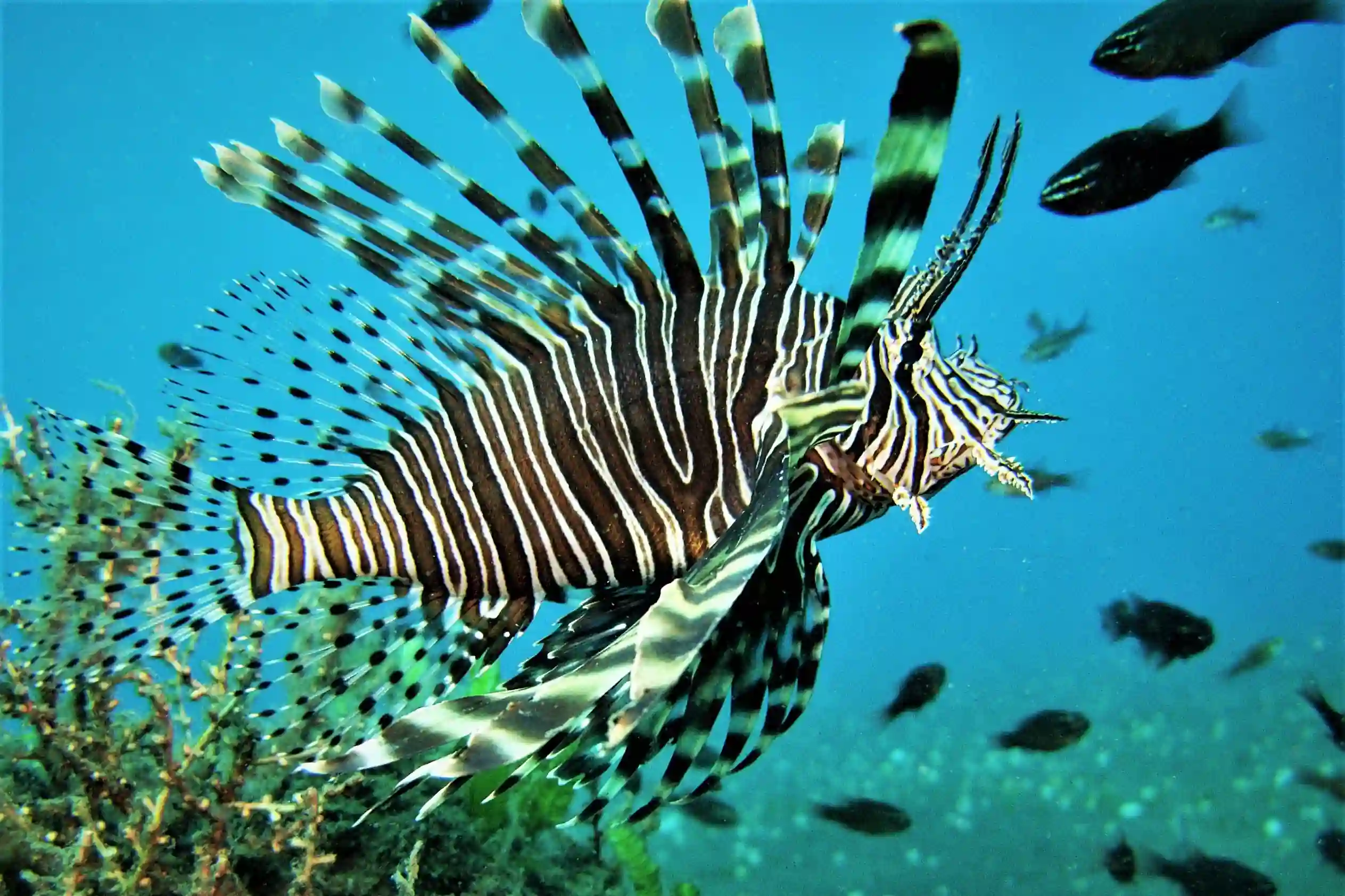 Underwater scene at Mayo Resort Bali