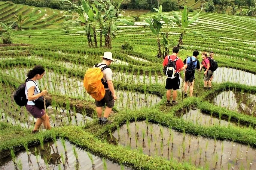 Group of hikers walking along wet rice paddies during a trek in Bali.