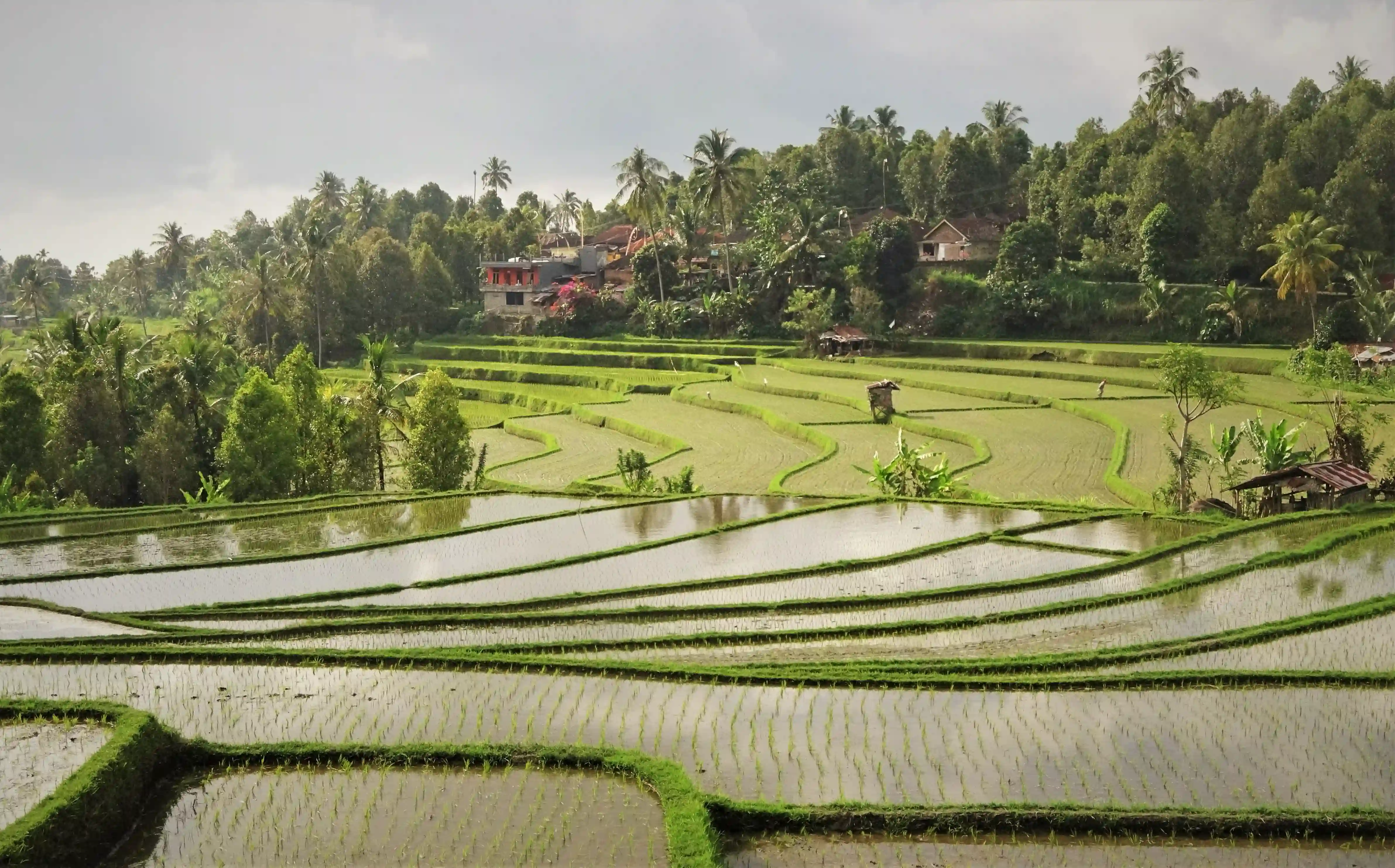 Beautifully layered green rice terraces and paddies reflecting water, surrounded by tropical trees.