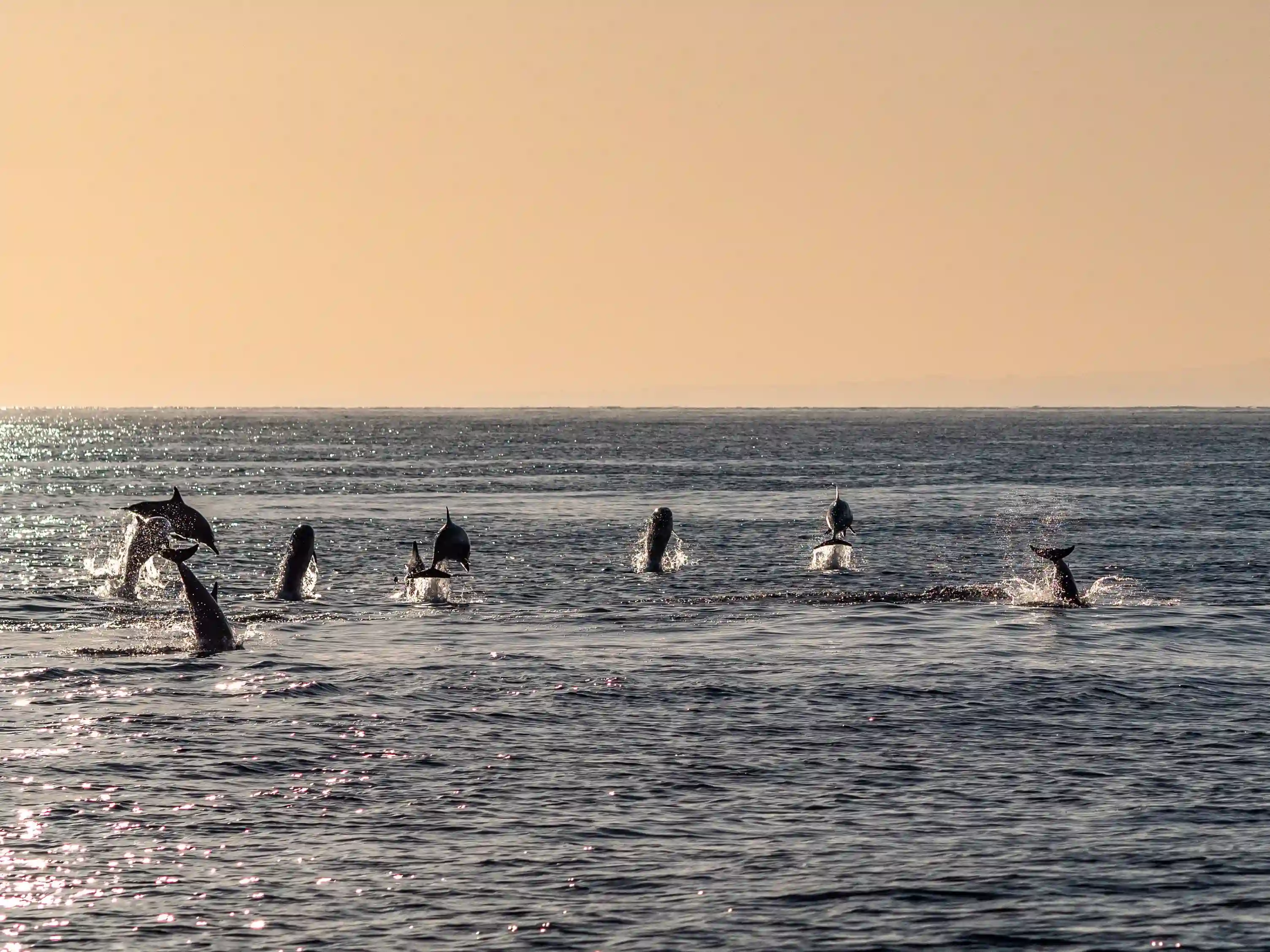 A group of dolphins jumping out of the ocean at sunrise, advertising a North Bali activity or dolphin tour package.