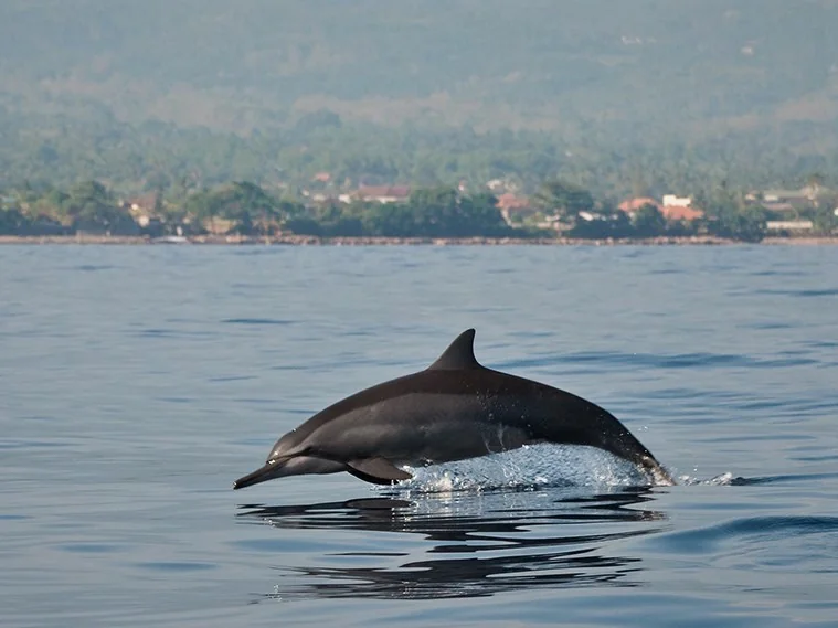 Wild dolphin jumping out of the water near Lovina Beach, North Bali